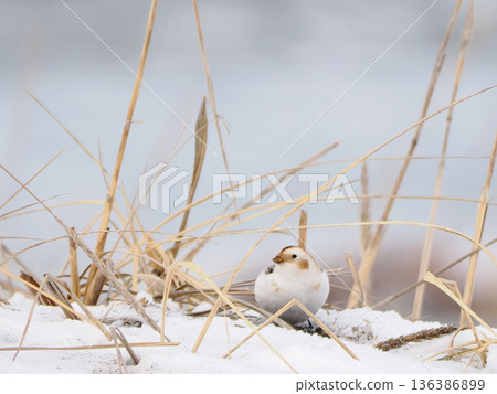 那隻可愛的雪鹀來了 136386899