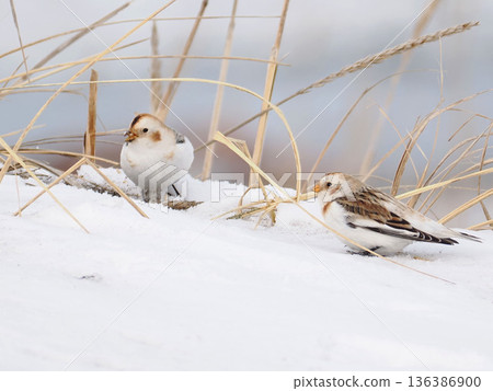 The cute snow bunting that arrived The cute snow bunting that arrived 136386900