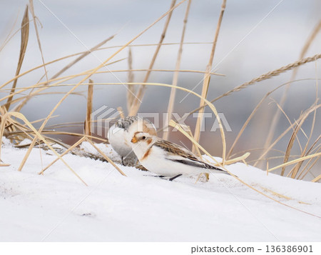The cute snow bunting that arrived The cute snow bunting that arrived 136386901