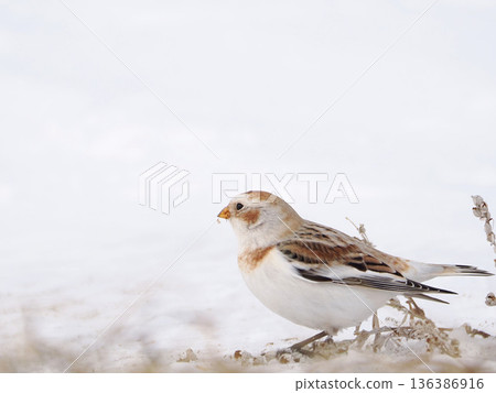 The cute snow bunting that arrived The cute snow bunting that arrived 136386916