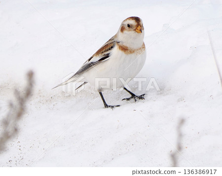 The cute snow bunting that arrived The cute snow bunting that arrived 136386917