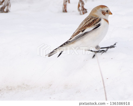 The cute snow bunting that arrived The cute snow bunting that arrived 136386918
