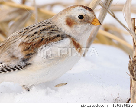 The cute snow bunting that arrived The cute snow bunting that arrived 136386920