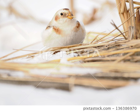 那隻可愛的雪鹀來了 那隻可愛的雪鹀來了 136386970