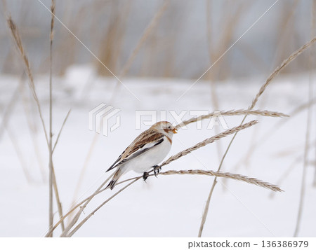 The cute snow bunting that arrived The cute snow bunting that arrived 136386979