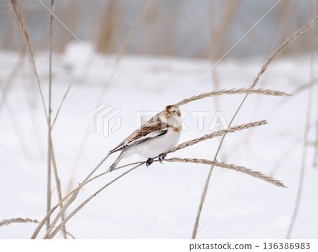 The cute snow bunting that arrived The cute snow bunting that arrived 136386983
