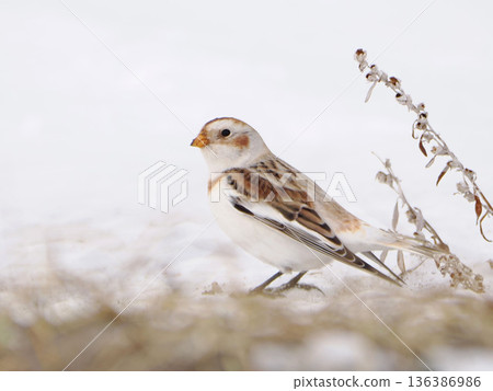 那隻可愛的雪鹀來了 136386986