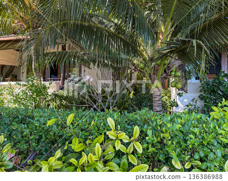 Tropical resort bungalow surrounded by palm trees and greenery Tropical resort bungalow surrounded by palm trees and greenery 136386988