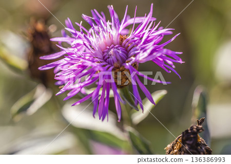 A macro shot of a bright purple wildflower with delicate, elongated petals. Cornflower. Shallow depth of field, soft, natural bokeh. 136386993