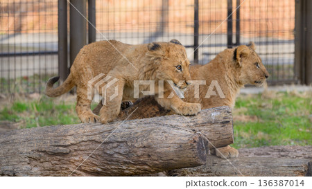 獅子幼崽騎在木頭上 獅子幼崽騎在木頭上 136387014