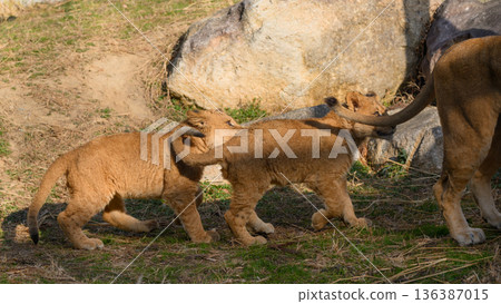 Lion cubs chasing their mother 136387015