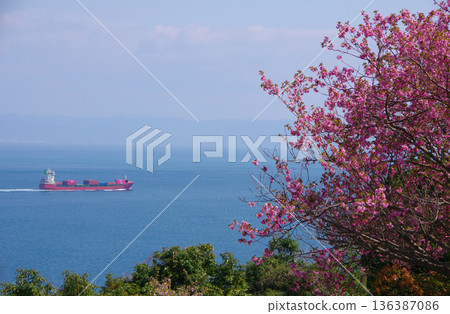 View from Cape Iwaishi Observatory during cherry blossom season in Sumoto City, Hyogo Prefecture 136387086