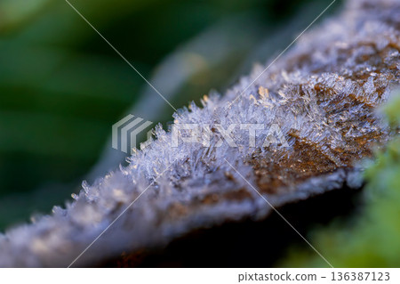 Frost crystals on fallen leaves 136387123