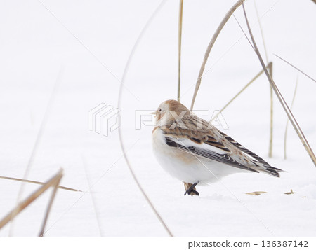那隻可愛的雪鹀來了 那隻可愛的雪鹀來了 136387142