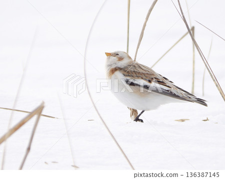 The cute snow bunting that arrived 136387145