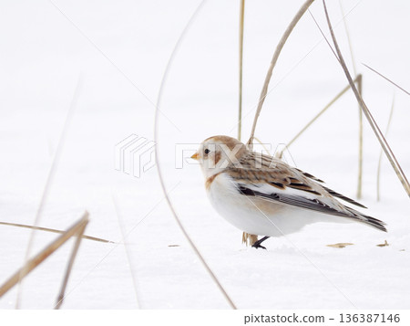 The cute snow bunting that arrived The cute snow bunting that arrived 136387146