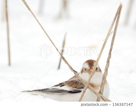 The cute snow bunting that arrived The cute snow bunting that arrived 136387147