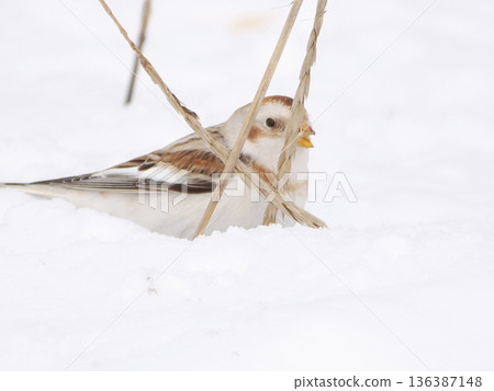 The cute snow bunting that arrived 136387148