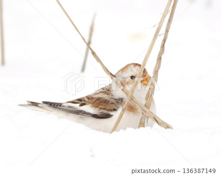 The cute snow bunting that arrived 136387149