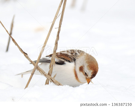 The cute snow bunting that arrived The cute snow bunting that arrived 136387150