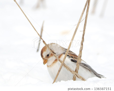 The cute snow bunting that arrived The cute snow bunting that arrived 136387151