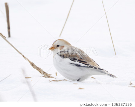 The cute snow bunting that arrived The cute snow bunting that arrived 136387156