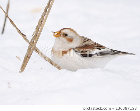 The cute snow bunting that arrived The cute snow bunting that arrived 136387158