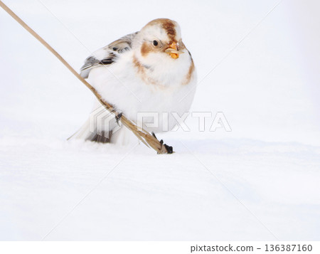 The cute snow bunting that arrived The cute snow bunting that arrived 136387160