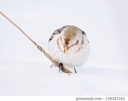 The cute snow bunting that arrived The cute snow bunting that arrived 136387161
