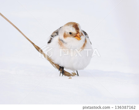 The cute snow bunting that arrived 136387162
