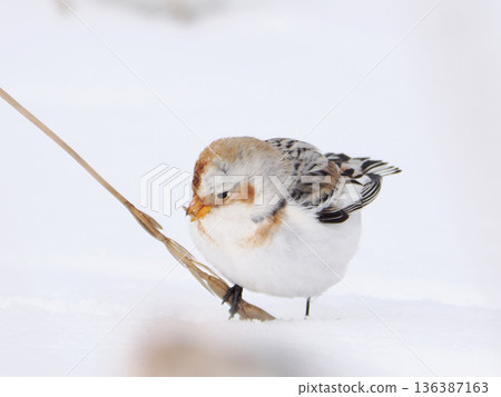The cute snow bunting that arrived The cute snow bunting that arrived 136387163