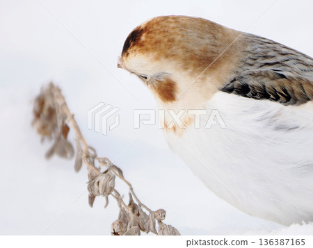 The cute snow bunting that arrived The cute snow bunting that arrived 136387165