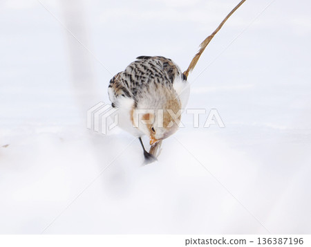 The cute snow bunting that arrived The cute snow bunting that arrived 136387196