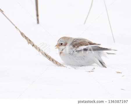 The cute snow bunting that arrived The cute snow bunting that arrived 136387197