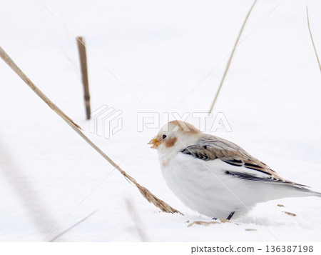 The cute snow bunting that arrived The cute snow bunting that arrived 136387198