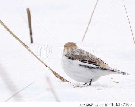The cute snow bunting that arrived The cute snow bunting that arrived 136387199