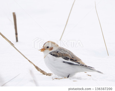 The cute snow bunting that arrived The cute snow bunting that arrived 136387200