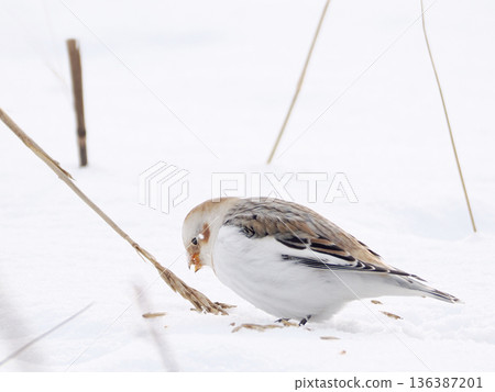 The cute snow bunting that arrived The cute snow bunting that arrived 136387201