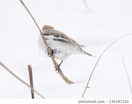 The cute snow bunting that arrived The cute snow bunting that arrived 136387202
