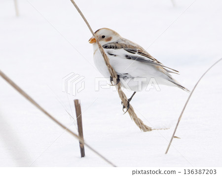 The cute snow bunting that arrived 136387203