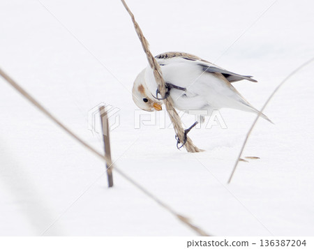 The cute snow bunting that arrived The cute snow bunting that arrived 136387204