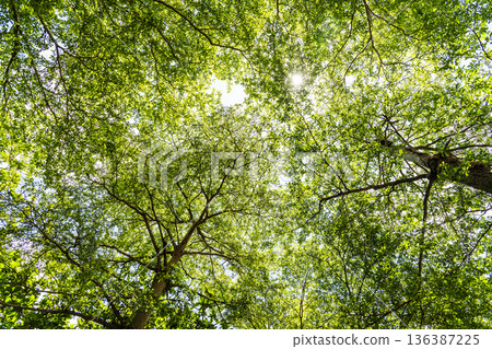 Low-angle view of Terminalia Mantaly trees with the blue sky in the park. 136387225