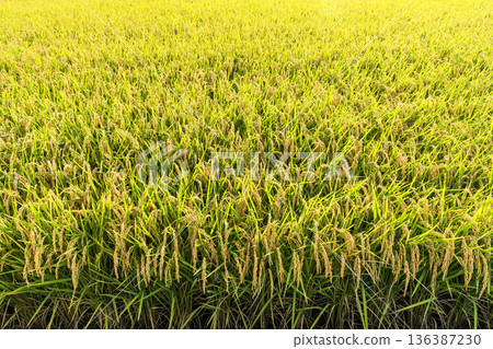 Rice crops are soon to be harvested in the paddy fields of Taiwan. 136387230