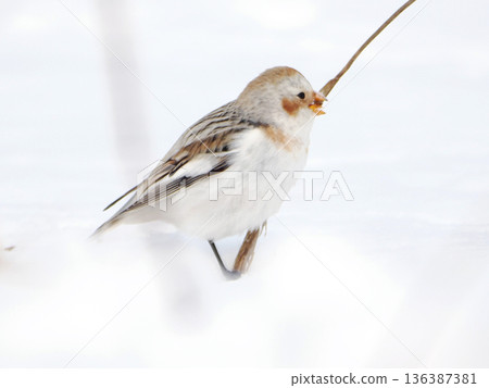 The cute snow bunting that arrived 136387381