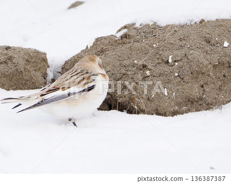 The cute snow bunting that arrived The cute snow bunting that arrived 136387387