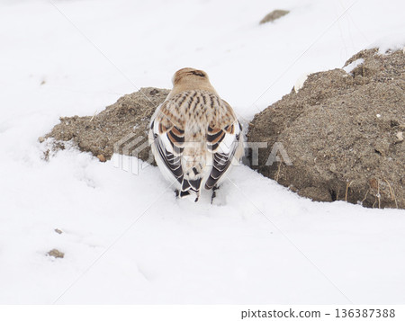 The cute snow bunting that arrived The cute snow bunting that arrived 136387388