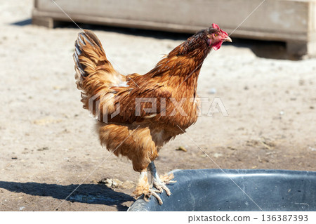 Chicken on the farm Chicken on the farm 136387393