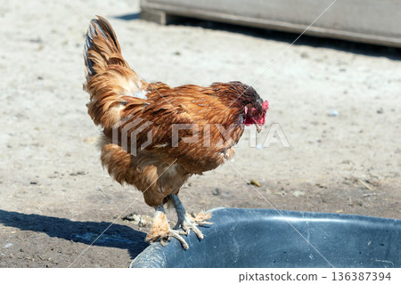 Chicken on the farm 136387394