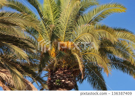 Palm tree with berries against the blue sky, close-up Palm tree with berries against the blue sky, close-up 136387409