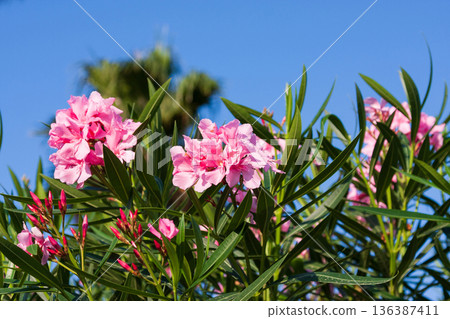 pink oleander flowers in the garden on blue sky background pink oleander flowers in the garden on blue sky background 136387411